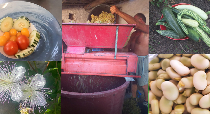 Capperi, pistacchi e mandorle sulle tavole tabarchine