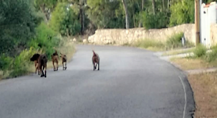 Un nuovo rifugio per i cani dell’isola