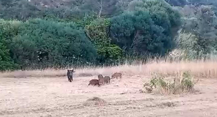 Cinghiali sull’isola di San Pietro: sono arrivati in traghetto o a nuoto?