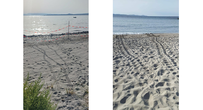 Tartarughe marine: perché quest’anno nascono sull’isola di San Pietro?