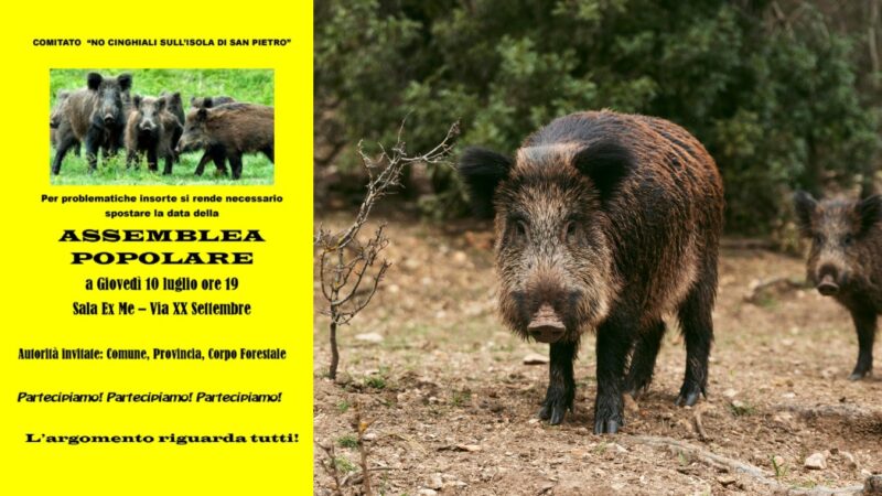 Giovedì 10 luglio assemblea sull’emergenza cinghiali