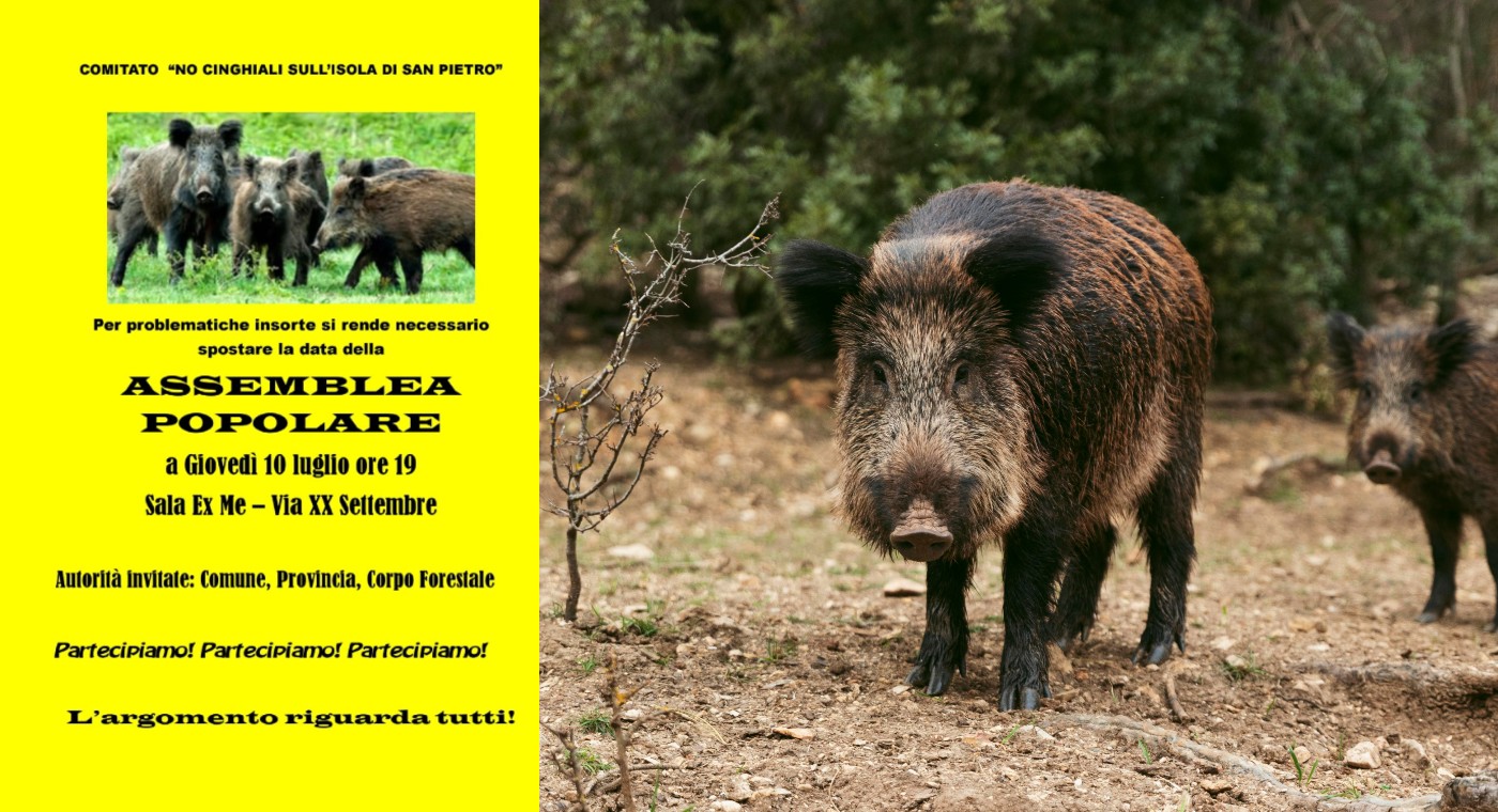 Giovedì 10 luglio assemblea sull’emergenza cinghiali
